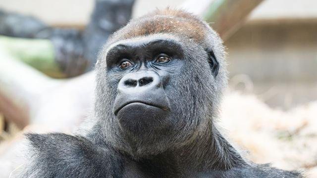 Zwei Gorillas im Zoo Basel totgebissen – Silberrücken sorgt für Rätselraten